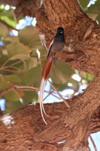 African Paradise Flycatcher, Tigray Ethiopia