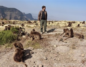 Man in the middle of a group of gelada monkeys in the Simien Mountains