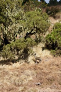 Klipspringer, Simien Mountains Ethiopia