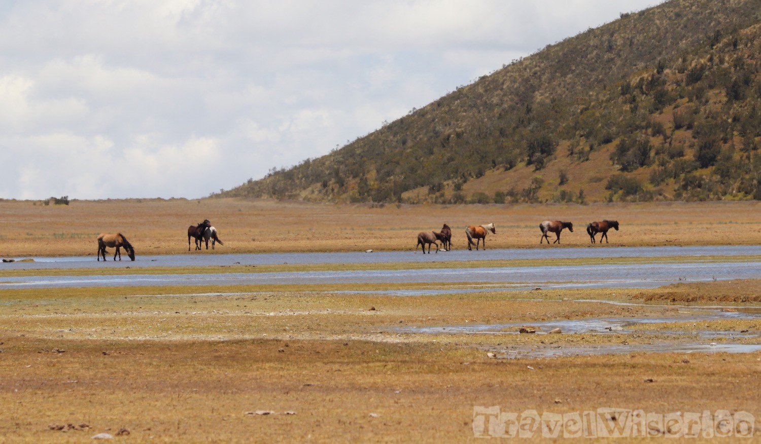 Wild horses at Laguna Limpiopungo Cotopaxi national park