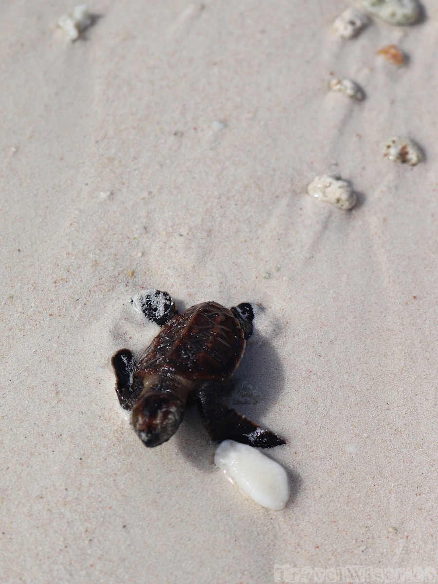 Baby turtle hatchling, Seychelles