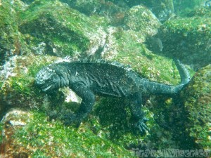 Marine iguana feeding underwater