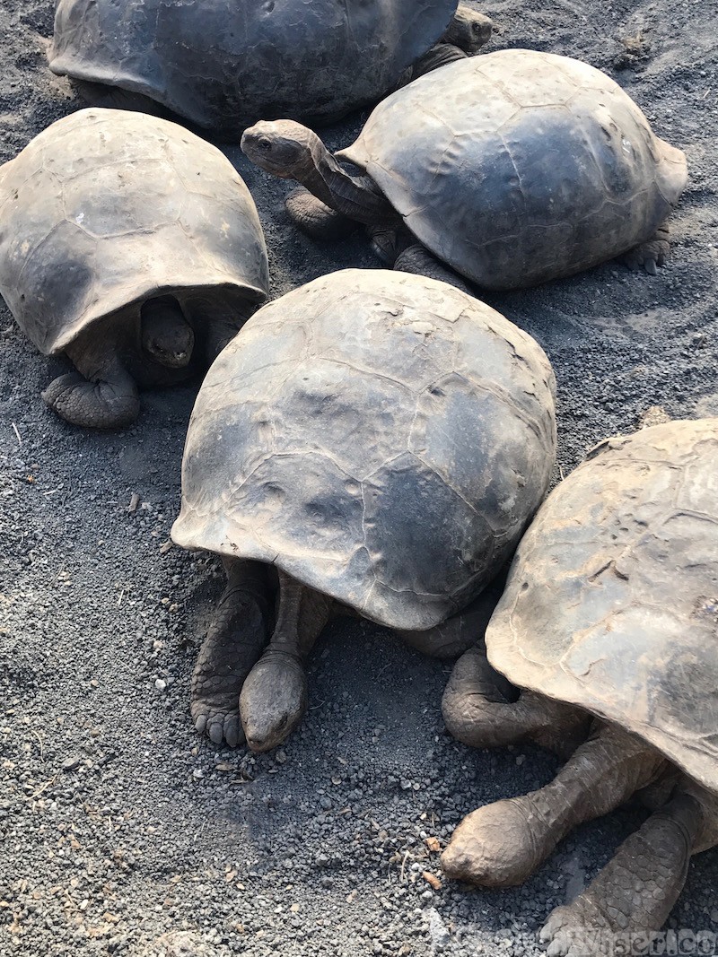 Tortoises at the Centro de Crianza de Tortugas, Isla Isabela