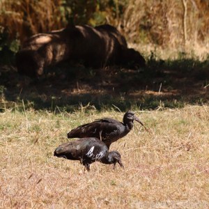 Two wattled ibises, endemic to Ethiopia