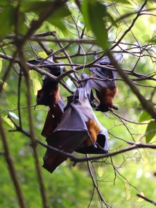 Fruit bats on Koh Roi, Phang Nga Bay Thailand