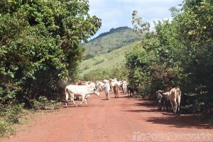 Cattle on the road to Annai, Guyana