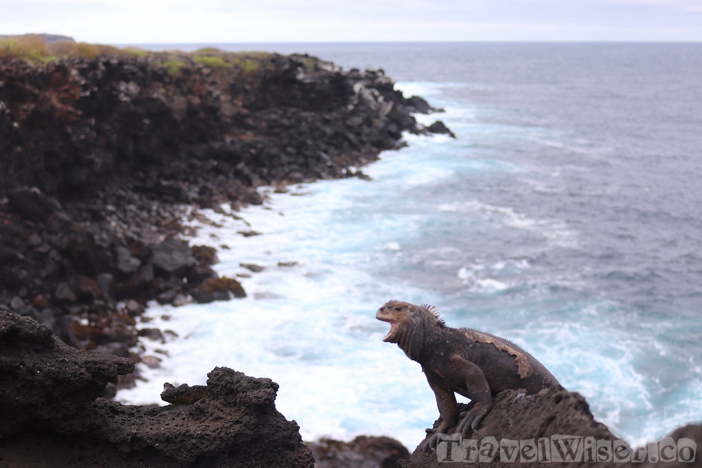 Marine iguana, La Loberia Isla San Cristobal