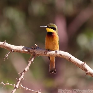 Bee-eater on a branch, Tigray Ethiopia