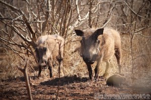 Warthogs in Hlane Royal National Park, Swaziland