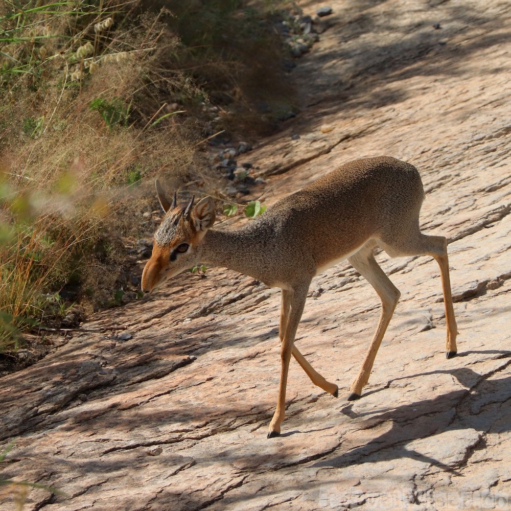 Gunther's dik-dik, Saruni Samburu