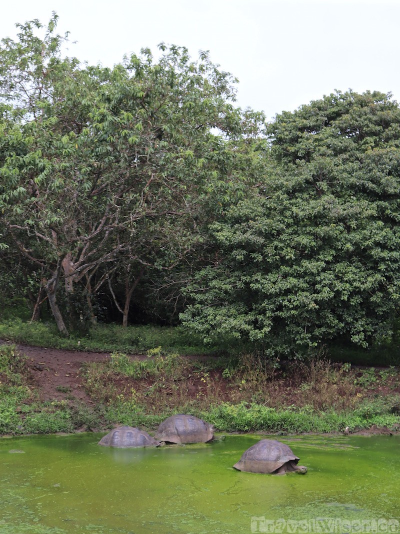 Tortoises in a pond at Rancho El Chato