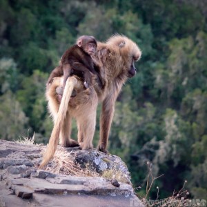Baby gelada monkey on his mother's back