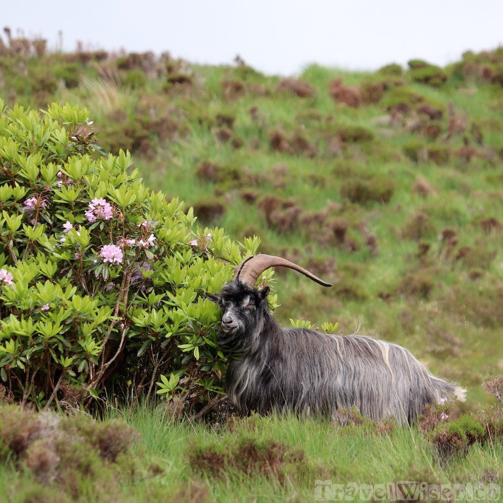 Feral goat, Connemara National Park