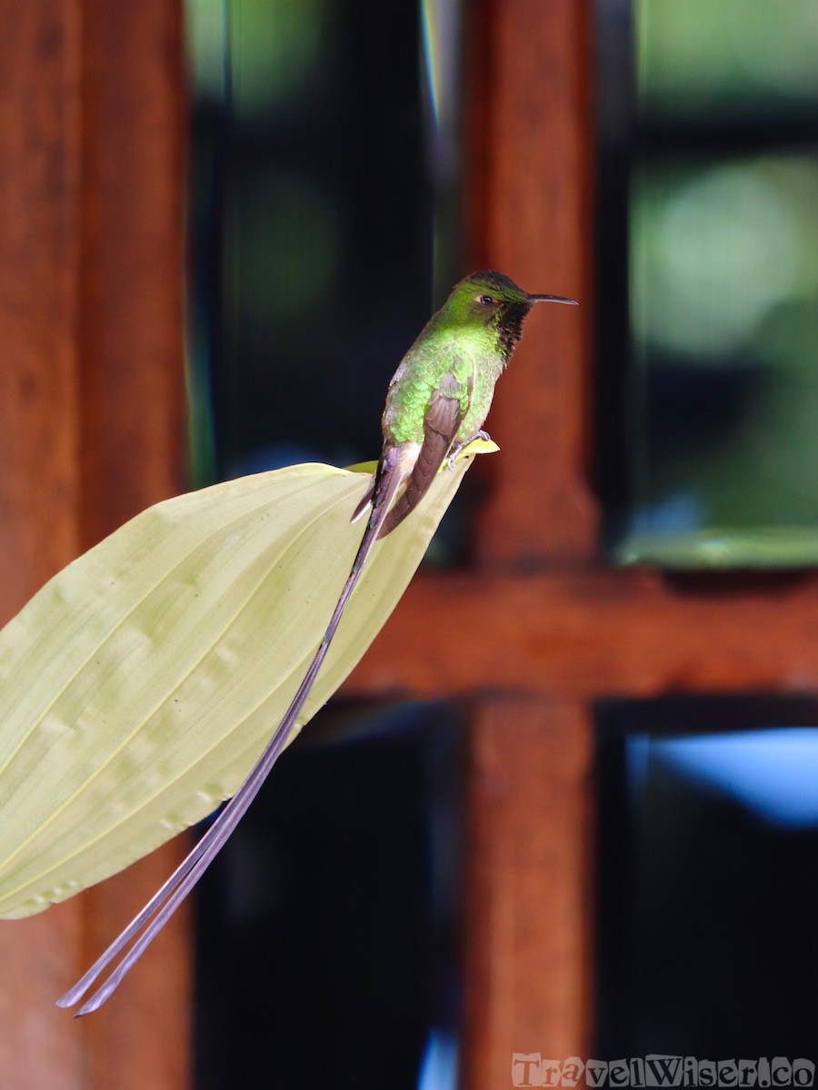 Long-tailed hummingbird, Ecuador highlands