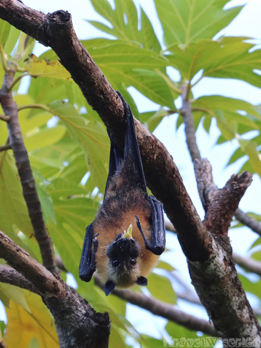 Seychelles flying fox fruit bat eating fruit