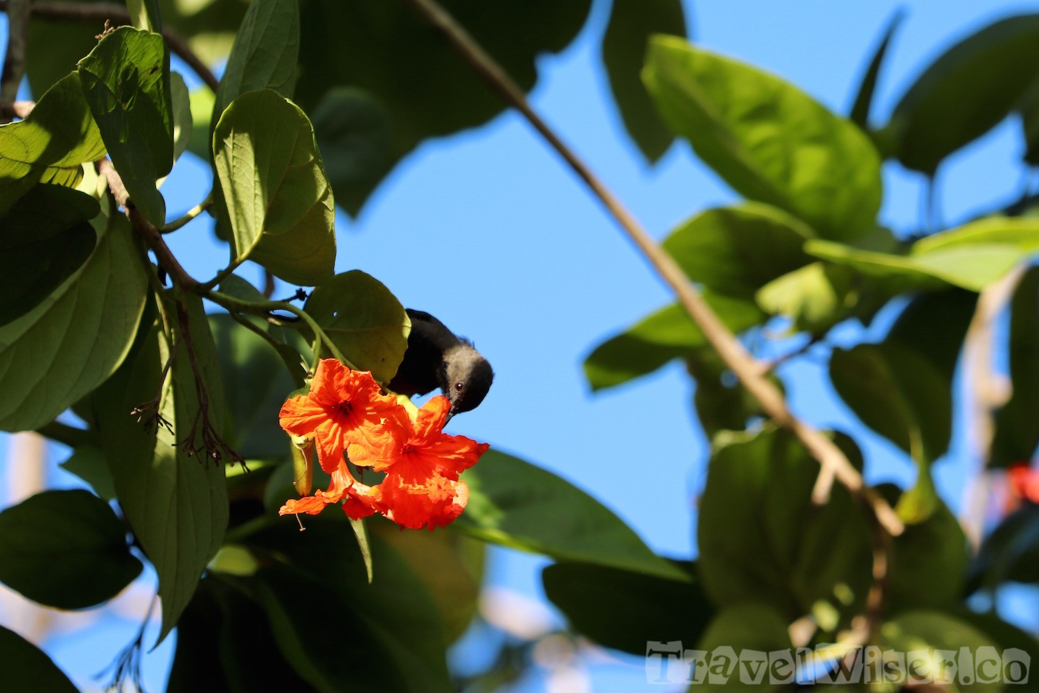 Seychelles sunbird