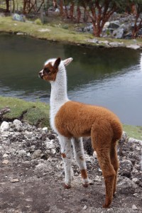 Baby llama, Cajas Ecuador