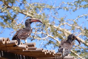 Two red-billed hornbills