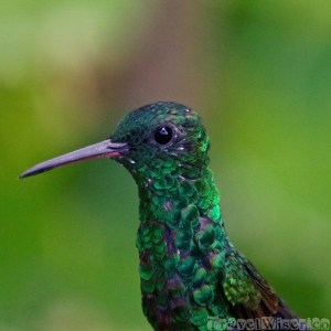 Copper-rumped hummingbird, Yerette Trinidad