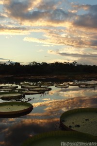 Victoria amazonica lilies, Karanambu Guyana