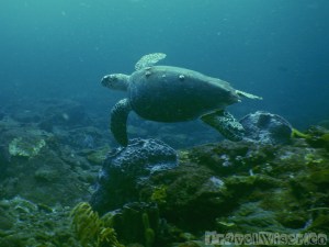 Green turtle at Sisters Rocks Tobago