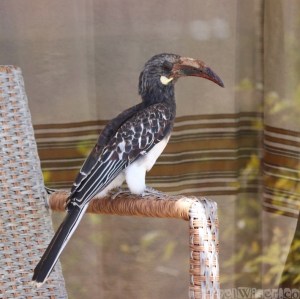 Red-billed hornbill on a chair at Korkor Lodge Tigray