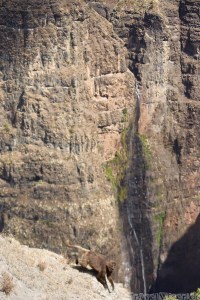 Gelada monkey at the Jinbar waterfall in the Simien Mountains