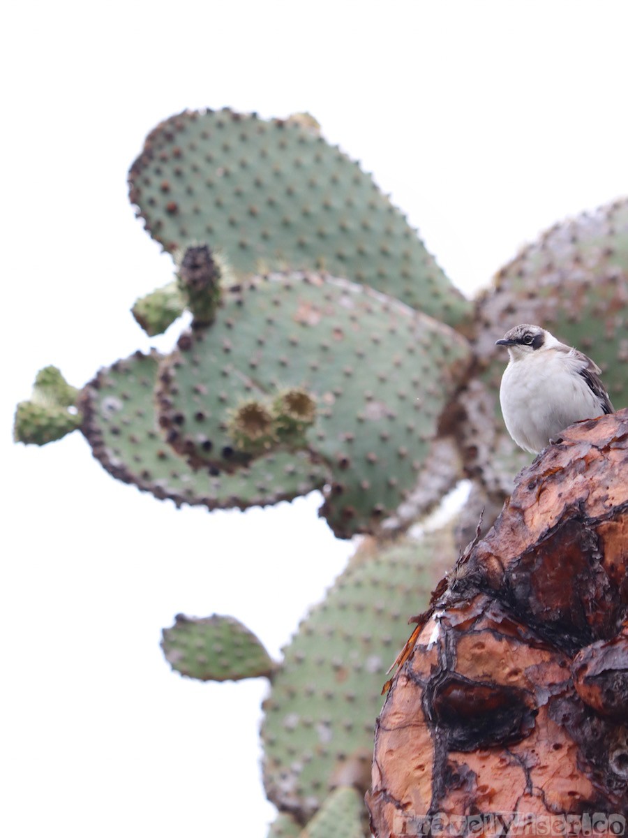 Galapagos mockingbird on an opuntia echios cactus tree