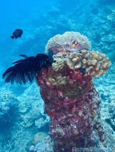 Underwater pinnacle with anemone and clownfish