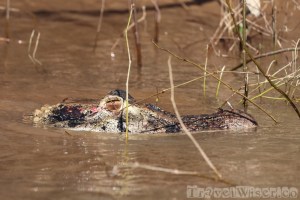 Black caiman lying in wait, Rupununi River Guyana