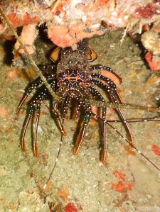 Lobster, Tobago diving