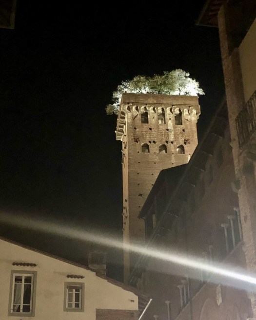 Torre Guinigi by night, Lucca Italy