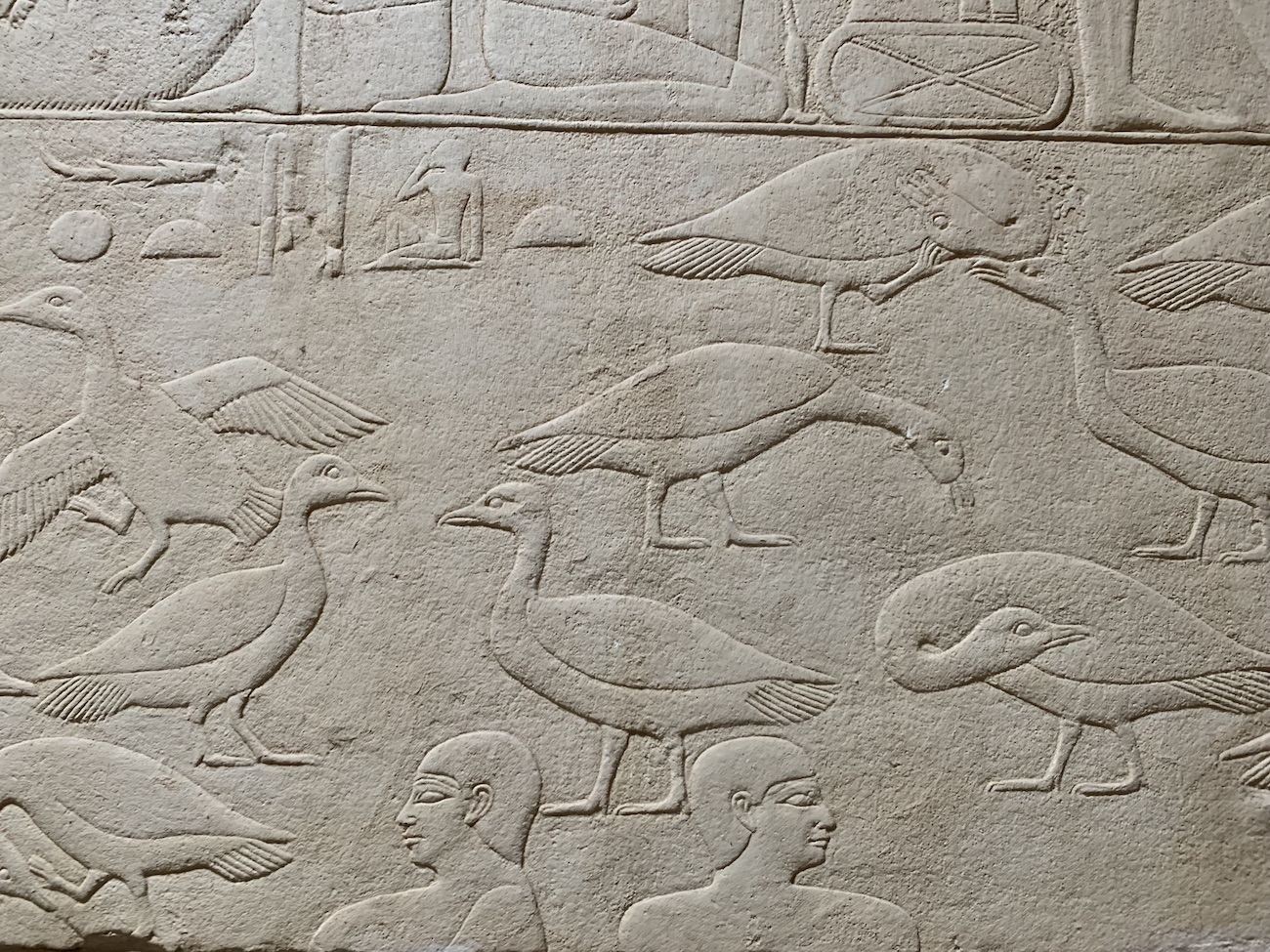 Hieroglyphs depicting birds and poultry at