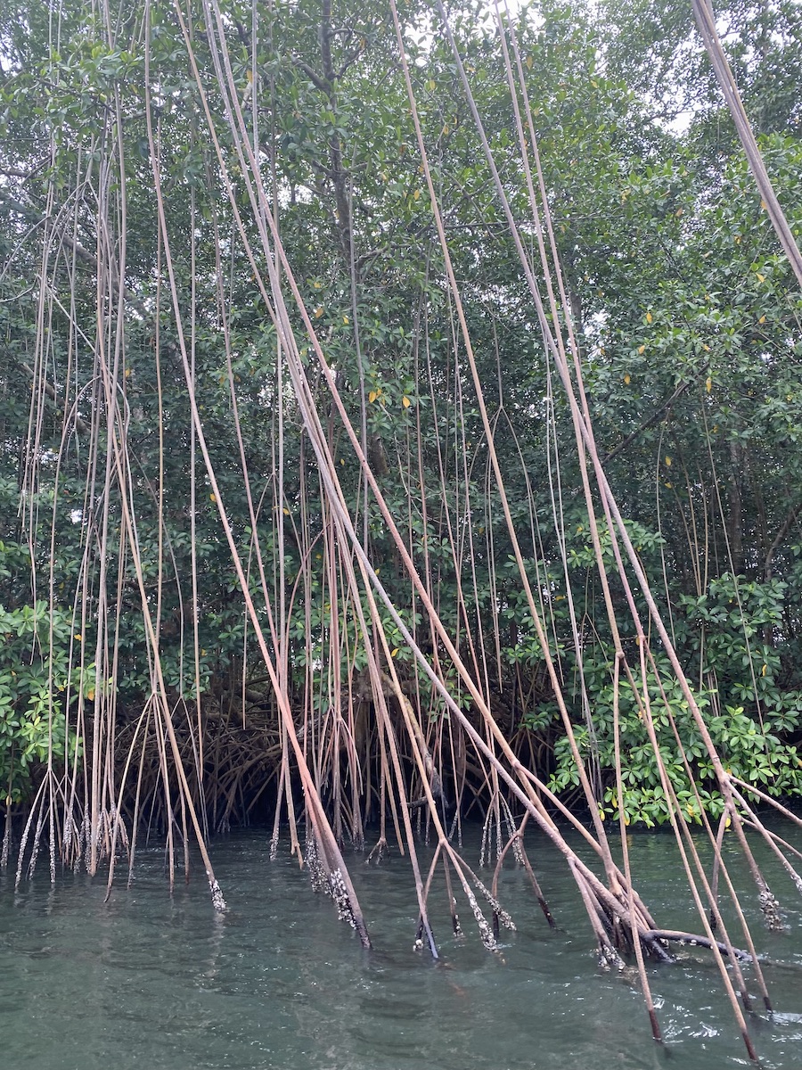 Mangroves in Akanda National Park, Gabon