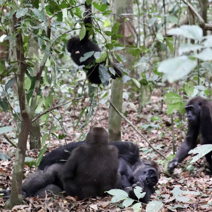 Atananga group of habituated western lowland gorillas in Loango Gabon
