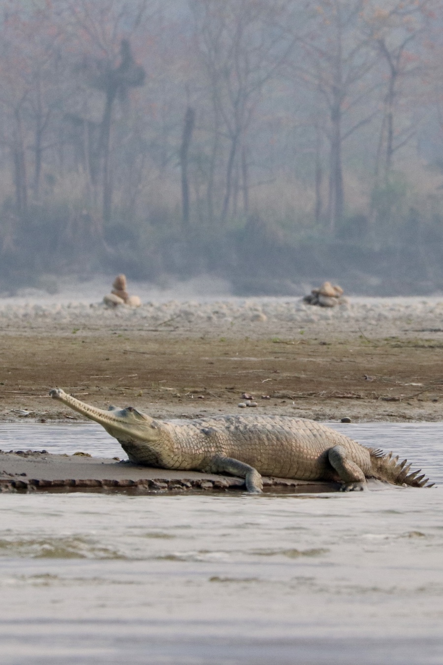 basking gharial crocodile in Chitwan National Park Nepal