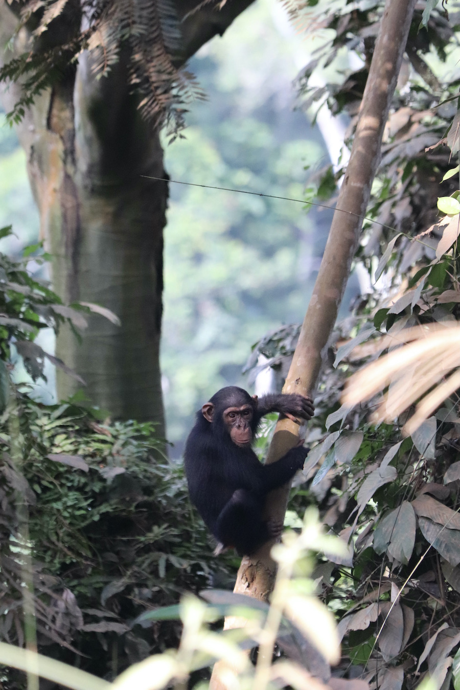 Chimpanzee Gabon safari trip