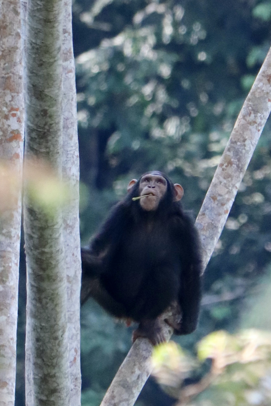 Chimpanzee Gabon safari trip