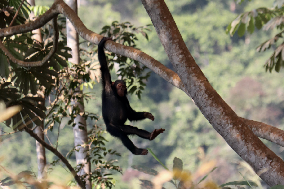 Chimpanzee Gabon safari trip