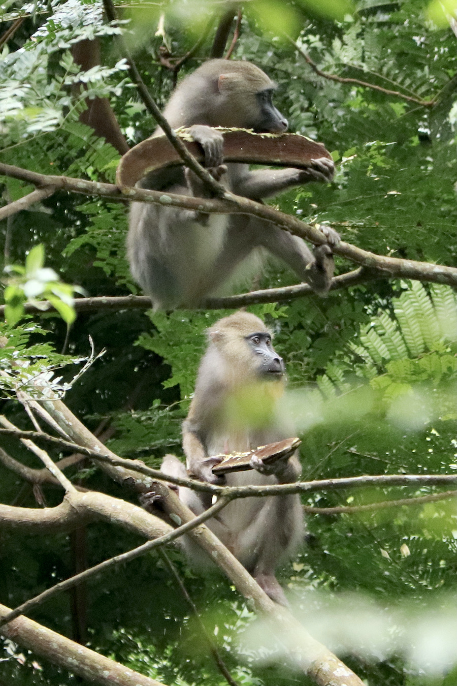 Mandrill tracking Gabon safari trip