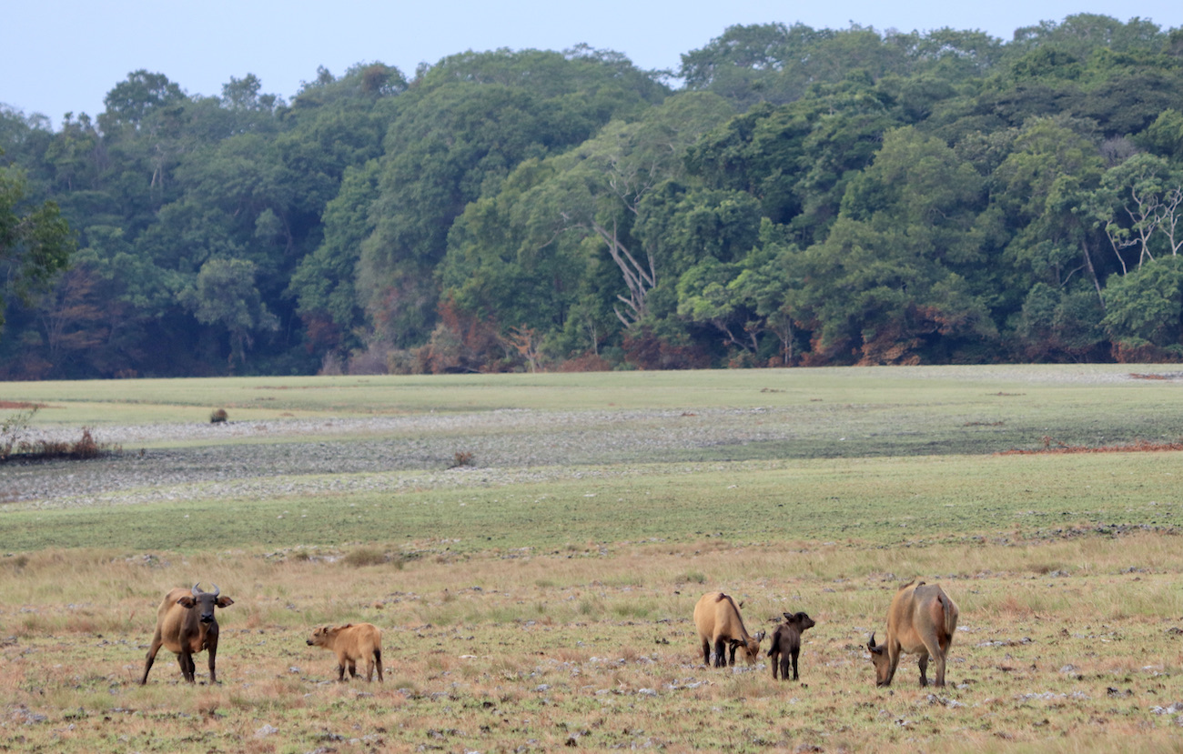 Forest buffalo with young in the savannah of Loango National Park, Gabon