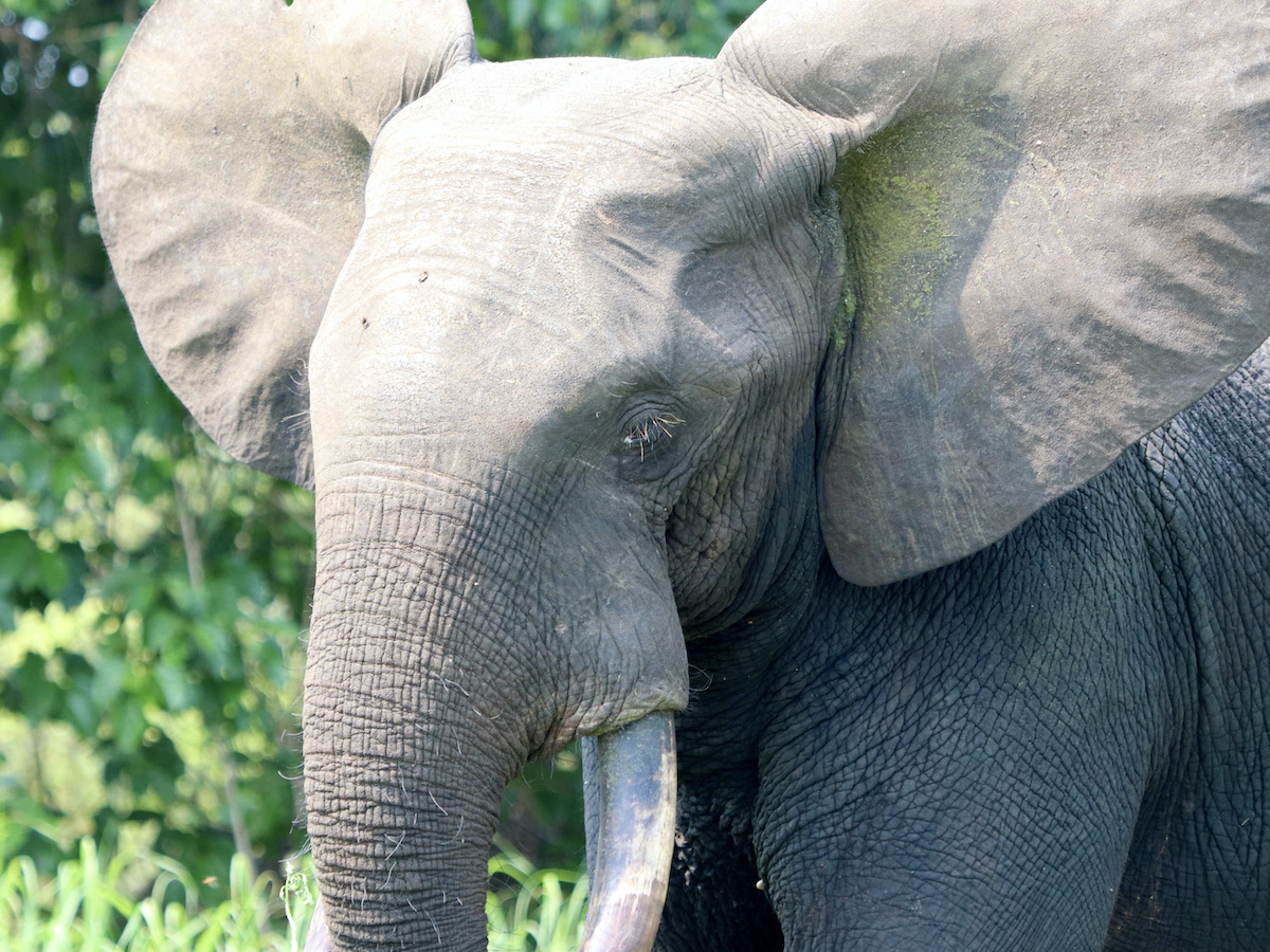 Forest elephant close-up on a Gabon safari