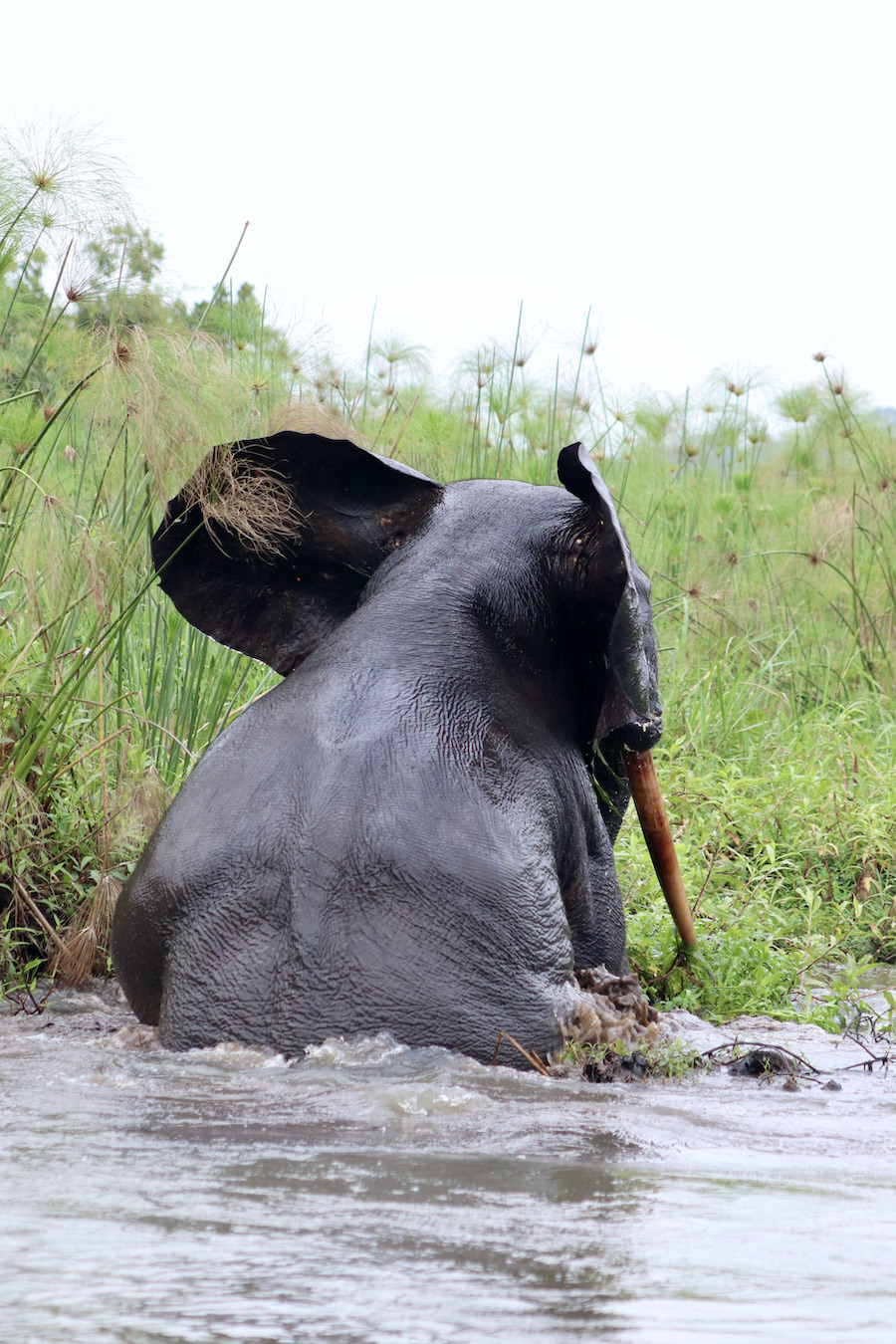 Elephant emerging from a swim in Loango National Park Gabon
