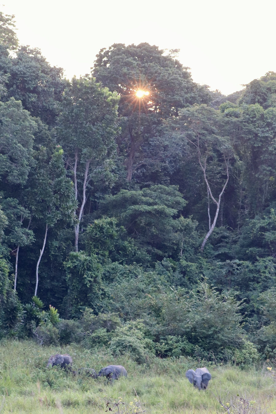 Forest elephant herd Lope Gabon trip