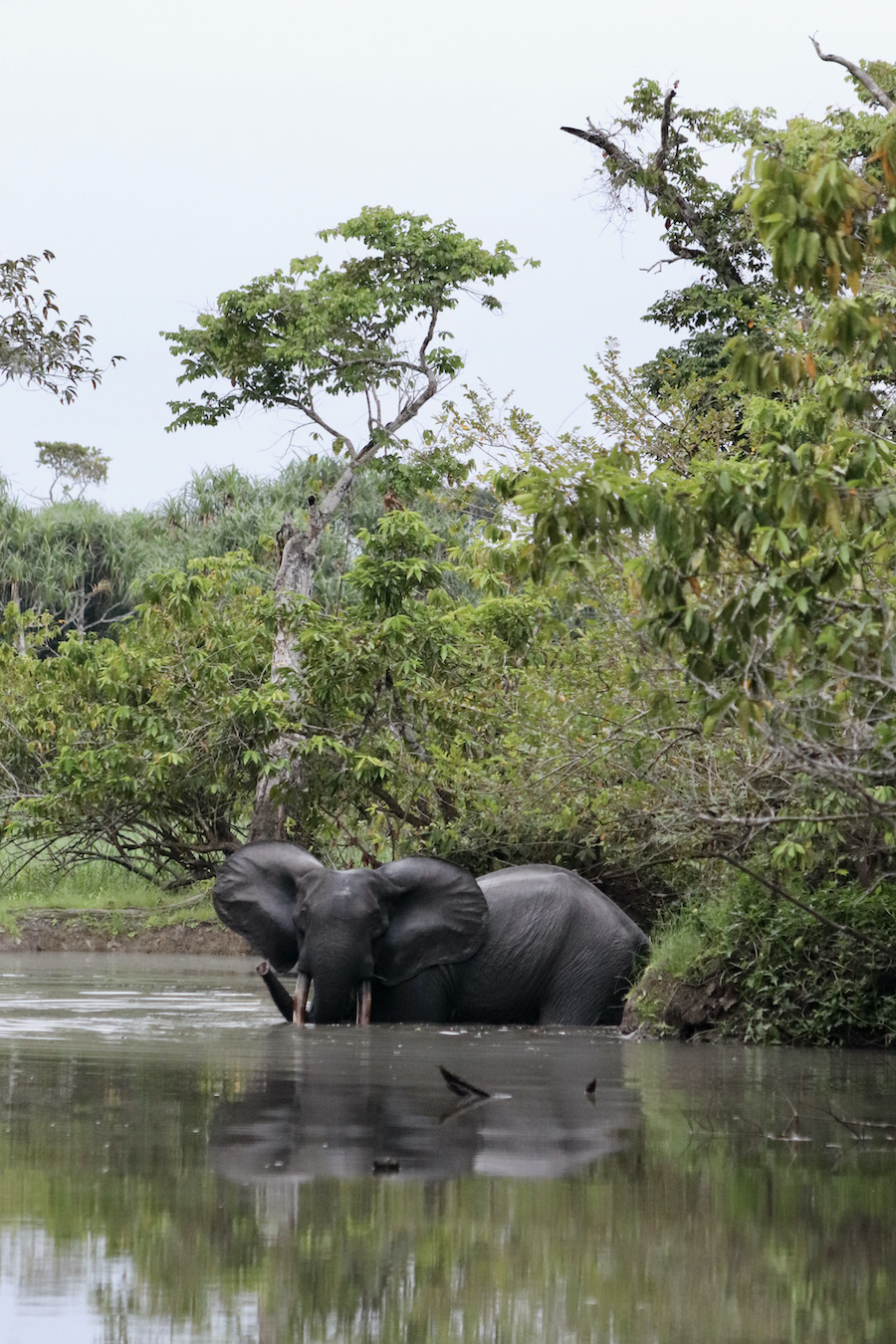 Forest elephant in the water Gabon