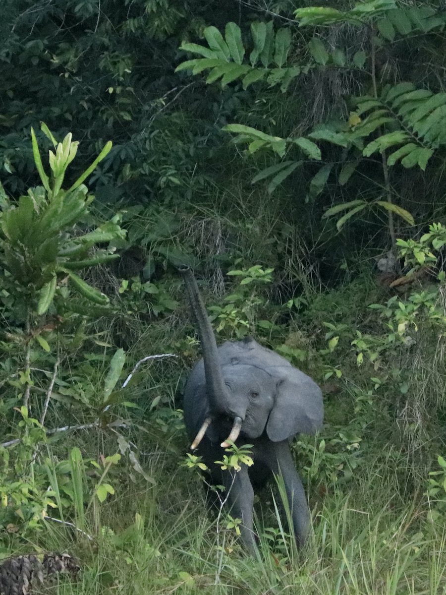 Forest elephant Lope Gabon trip