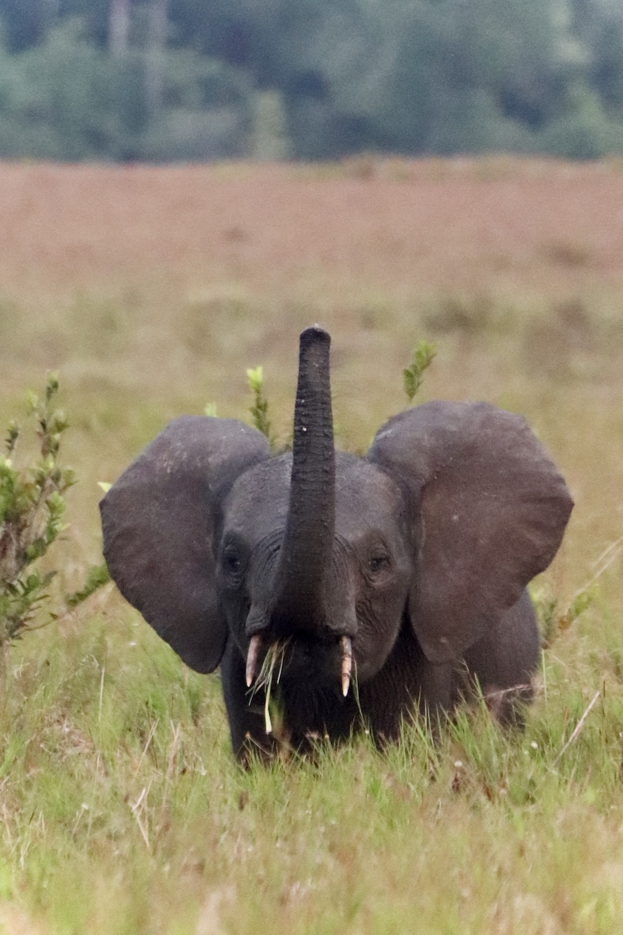 Forest elephant raising its trunk Gabon