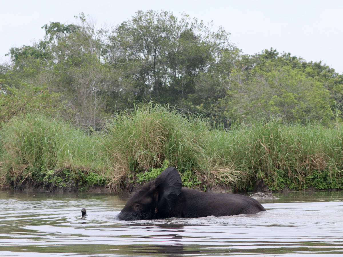 Forest elephant swimming, Loango Gabon