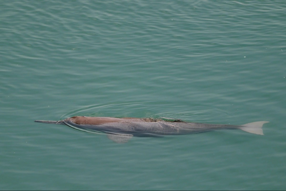 Ganges river dolphin swimming in Bardiya National Park Nepal