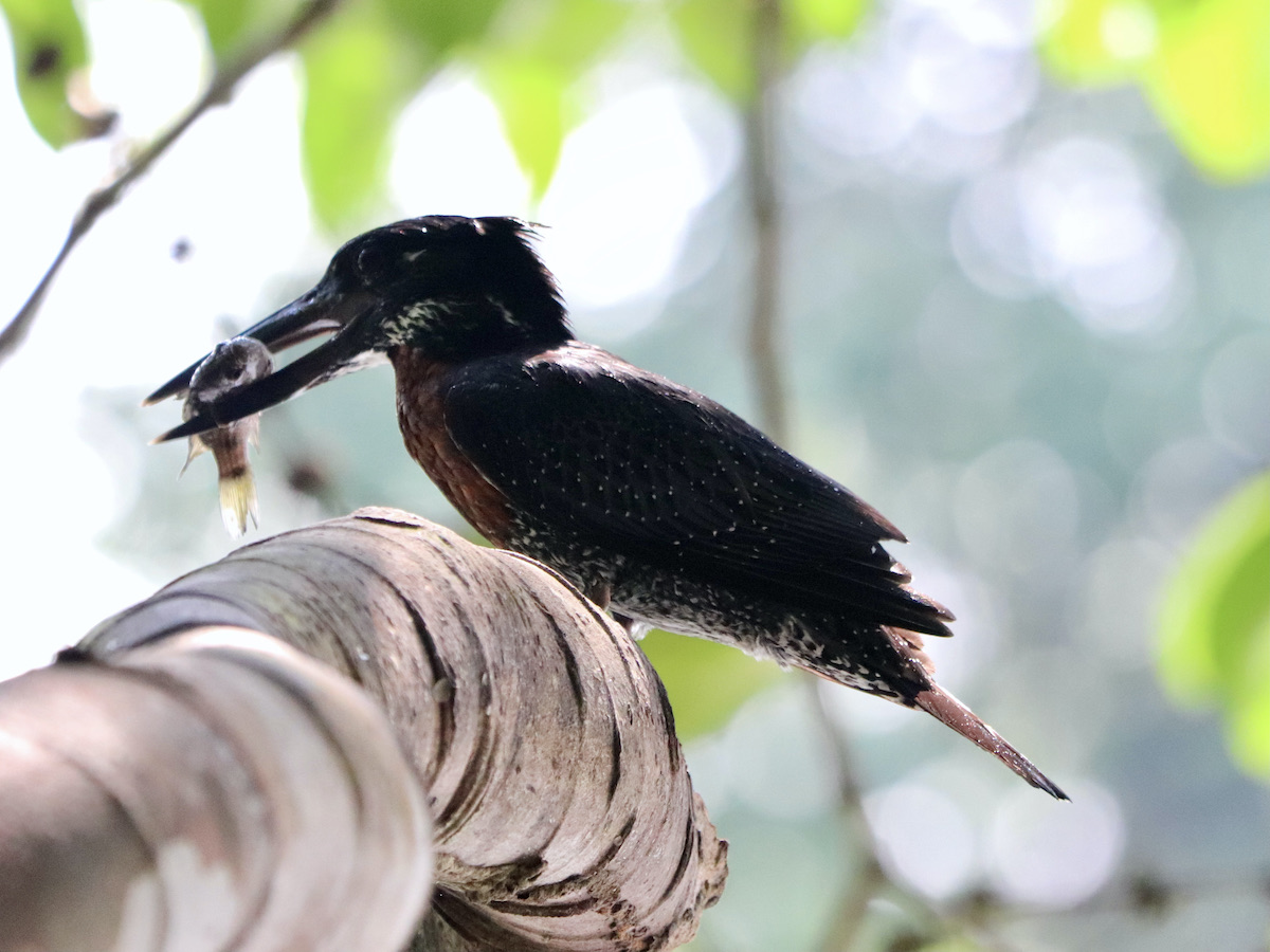 Giant kingfisher with a catch, Gabon